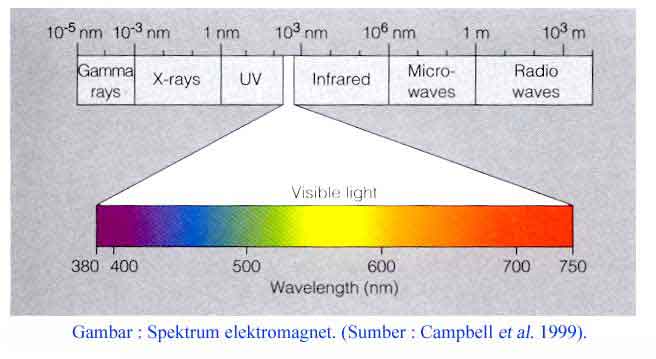 Panjang gelombang cahaya tampak