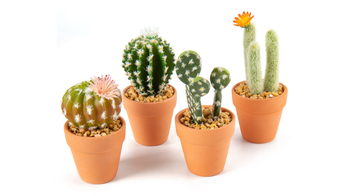 souvenir mini kaktus mewah
